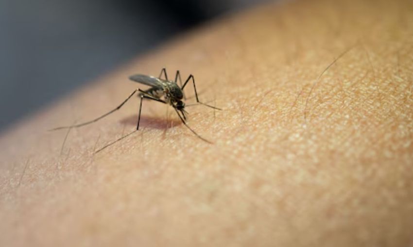 Több tízmillió forintot költenek szúnyogirtásra Nyíregyházán