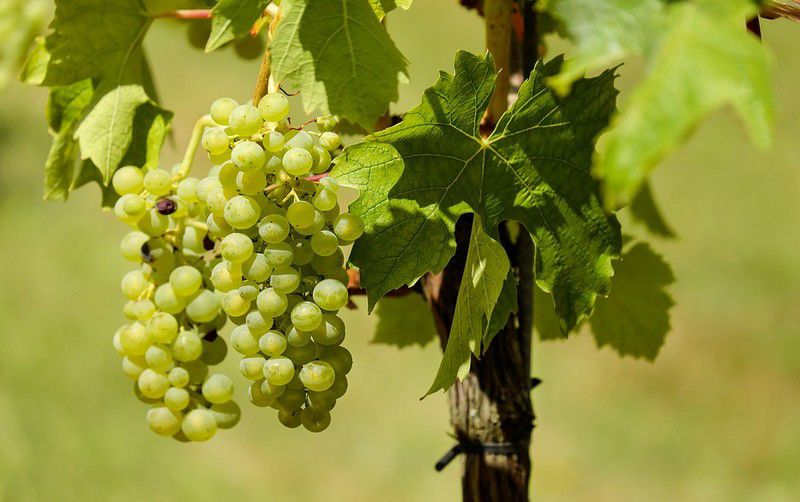 Szélsőséges idő miatt előnyben a magyar borok