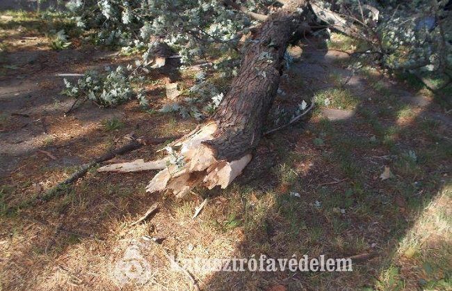 Balesetveszélyes fa Nyíregyházán