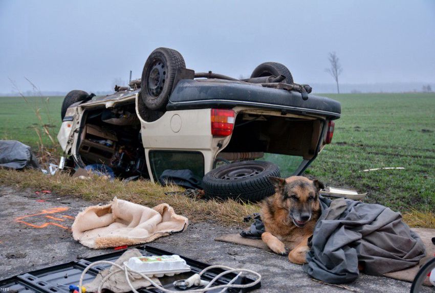 Könnyfakasztó fotó: a baleset után a kutya hiába várta a gazdáját