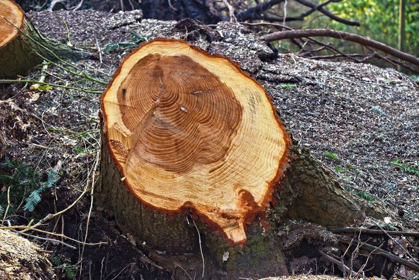 Illegális fakitermelés: Borsod extrém magas kockázatú