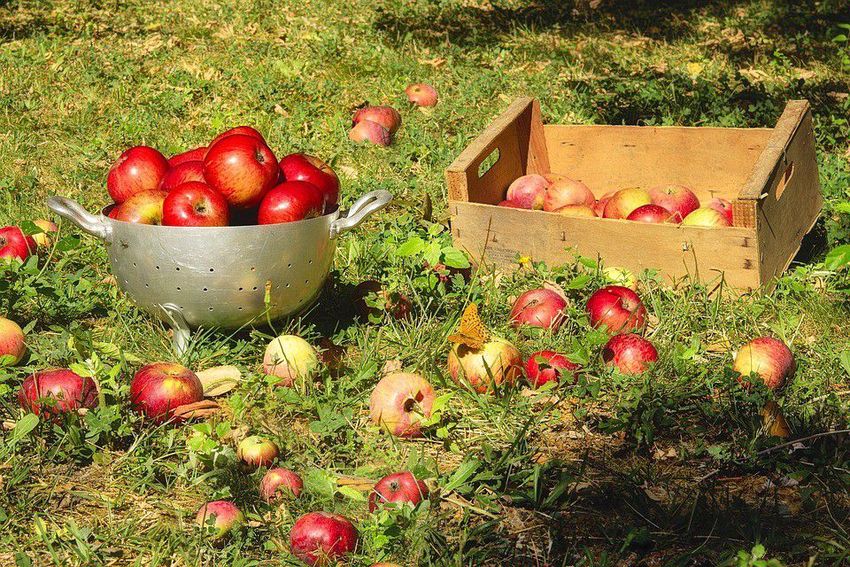 Gyümölcskutatási projektet indít két szatmári társaság