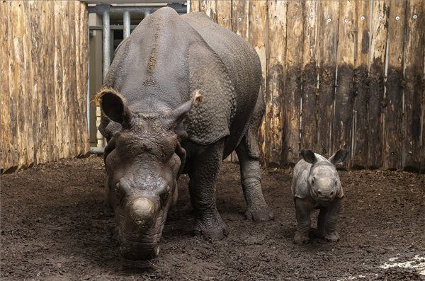 Hatvankét kilogrammos a Nyíregyházi Állatpark újszülöttje