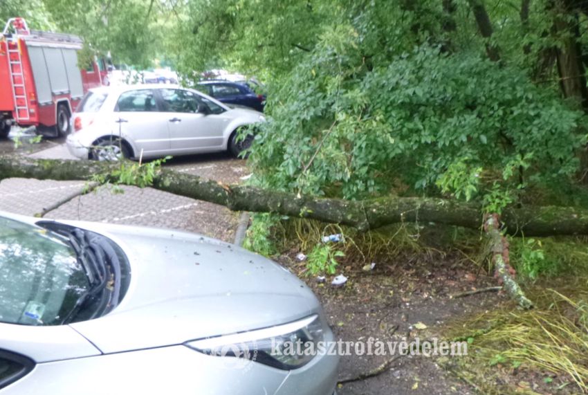 Mázli: parkoló autók közé dőlt egy fa a Nagyerdőn