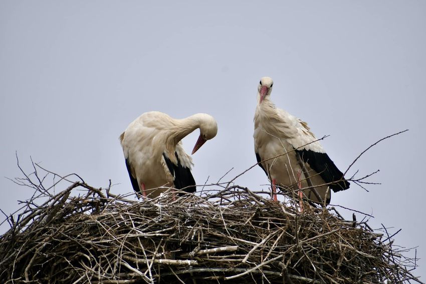 Megérkeztek a gólyák a debreceni Nagysándor-telepre