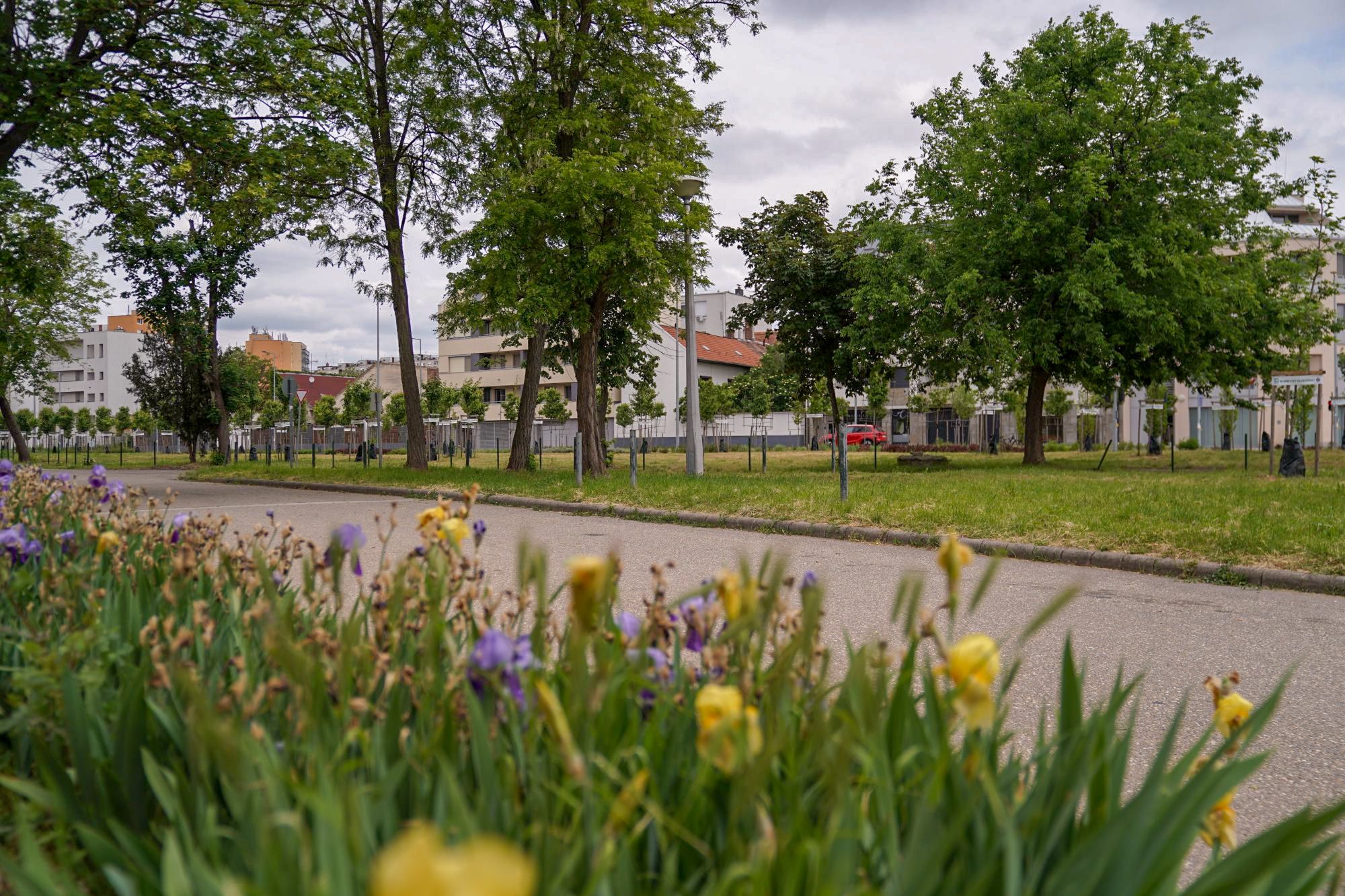 Ligetet neveztek el Fahidi Éváról Debrecenben Ligetet neveztek el Fahidi Éváról Debrecenben