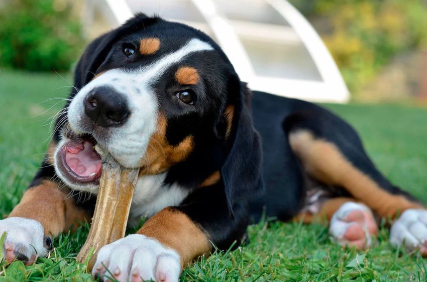 Szalmonellafertőzés miatt visszahívtak egy kutyáknak készített rágócsontot