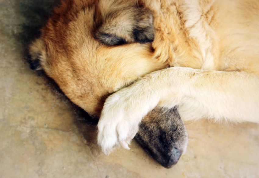 Kutyatáp: milliárdos áfacsalás egy hajdúsági gyárban