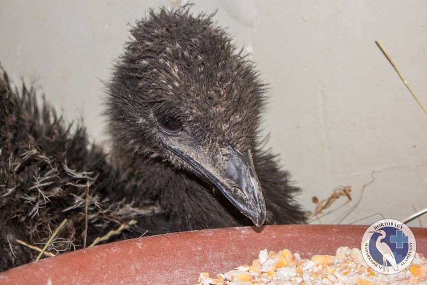 Emu került elő a szatyorból Hortobágyon