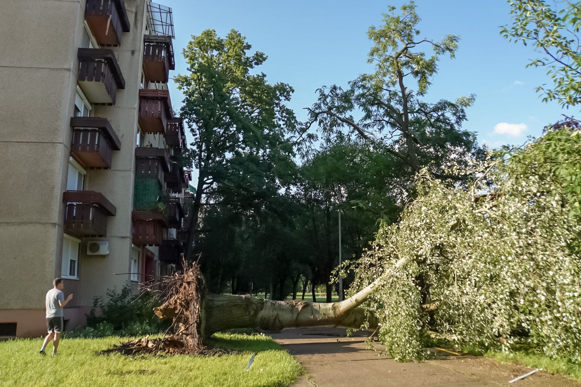 Kidőlt fák maradtak a vihar után Debrecenben