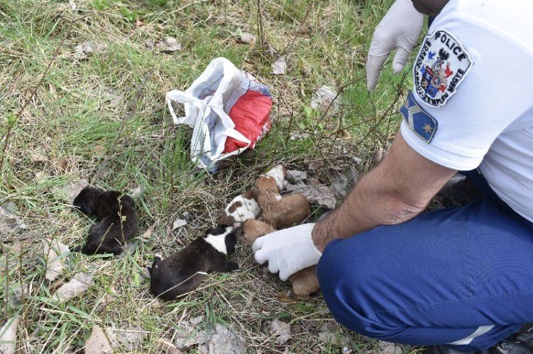 Kiskutyákat mentettek az edelényi rendőrök