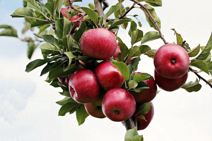 Kevés a termés, akár 500 forint is lehet egy kiló alma