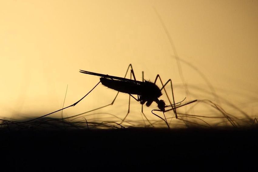 Levegőből gyérítik a szúnyogokat Nyíregyházán