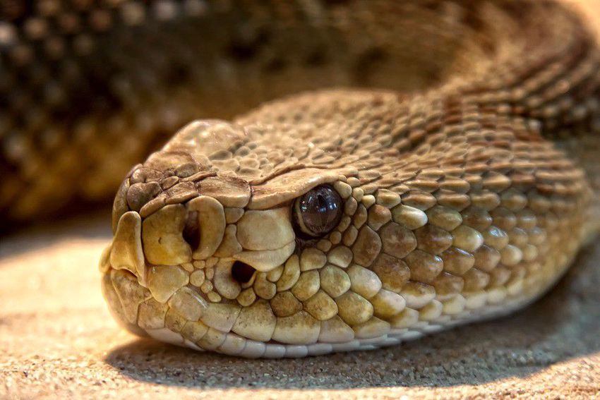 Csörgőkígyó mart meg egy embert Heves megyében