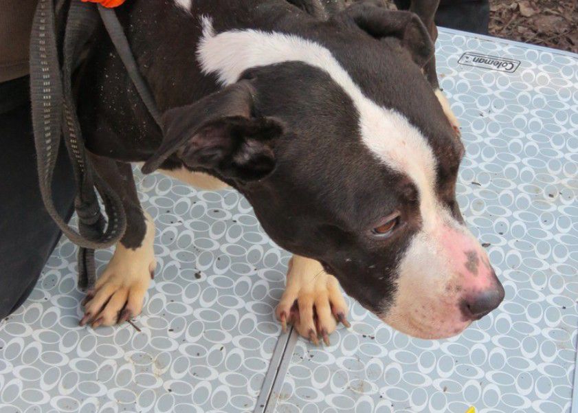 Huszonnégy kutya életét mentették meg a miskolci rendőrök