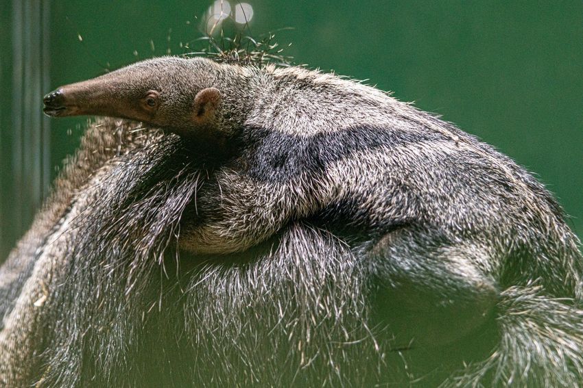 Sörényes hangyász bébi a Nyíregyházi Állatparkban