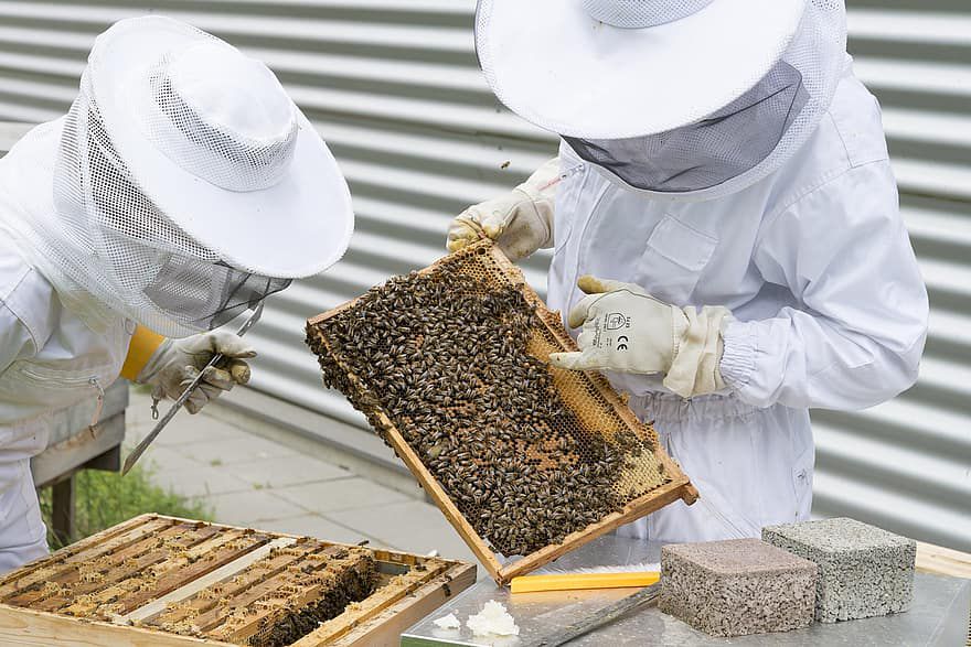 Méhészeti zárlatot rendeltek el Kállósemjénben 