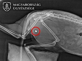 Vádemelés: légpuskával lőttek meg egy macskát Debrecenben