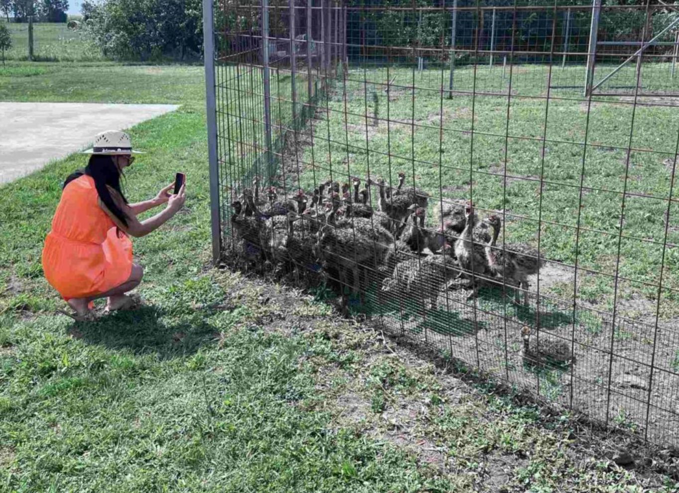 Díjeső a hajdúnánási struccfarmnak