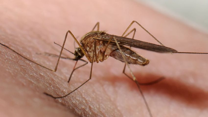 Földi úton irtják a szúnyogokat Tiszaújvárosban