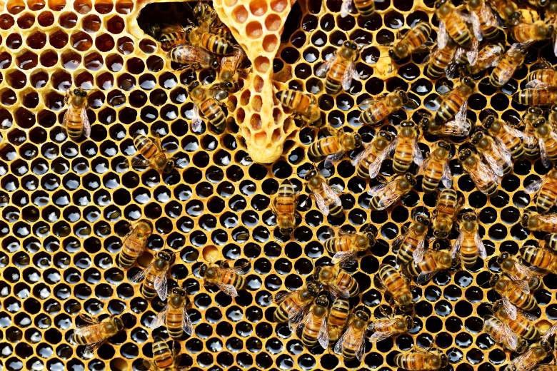 Méhegészségügyi zárlatot rendeltek el Fehérgyarmat egy részén