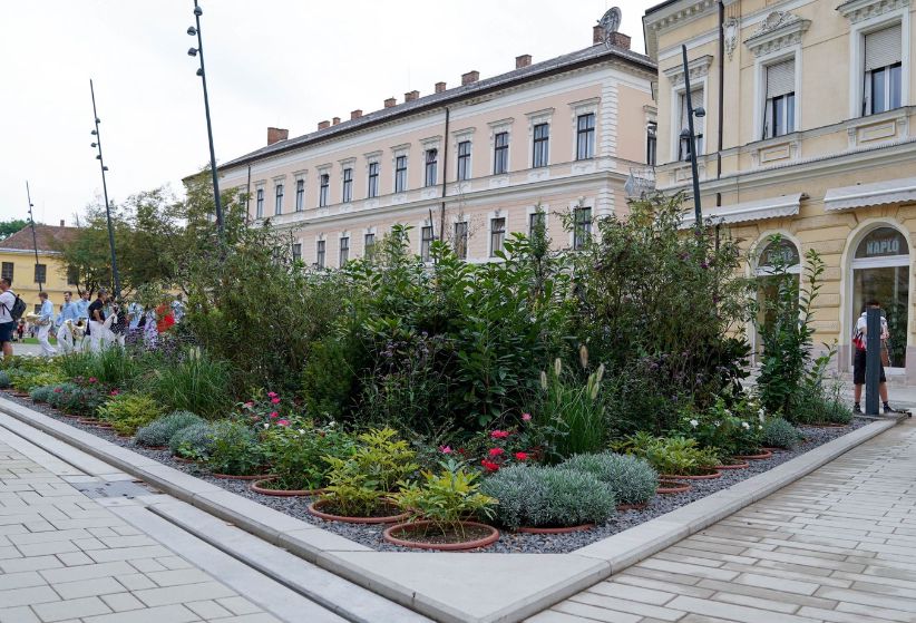 Fertőzés miatt kivágnak négy fát a Dósa nádor téren