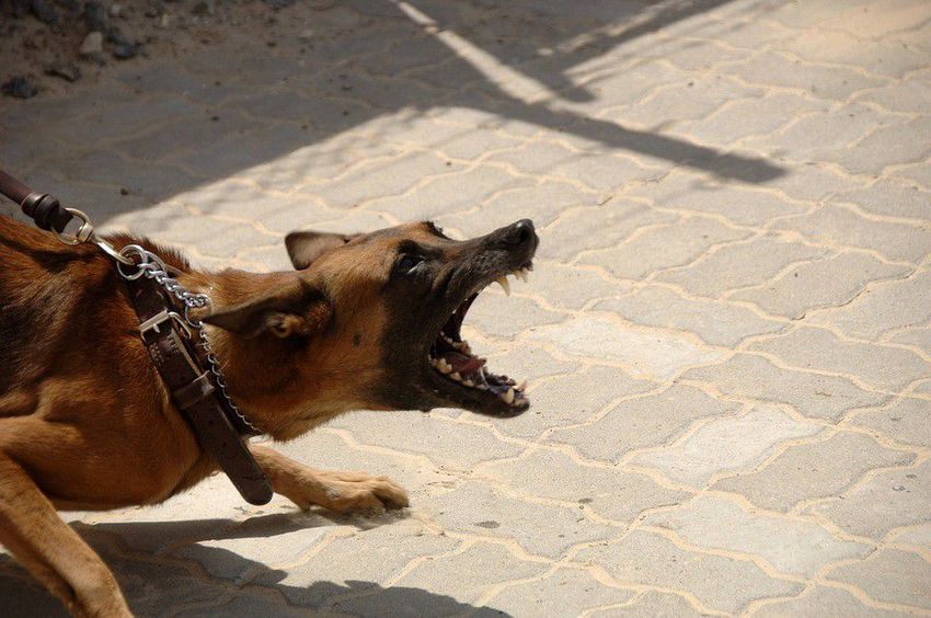 Hencidai kutyatámadások: emberi mulasztás történhetett