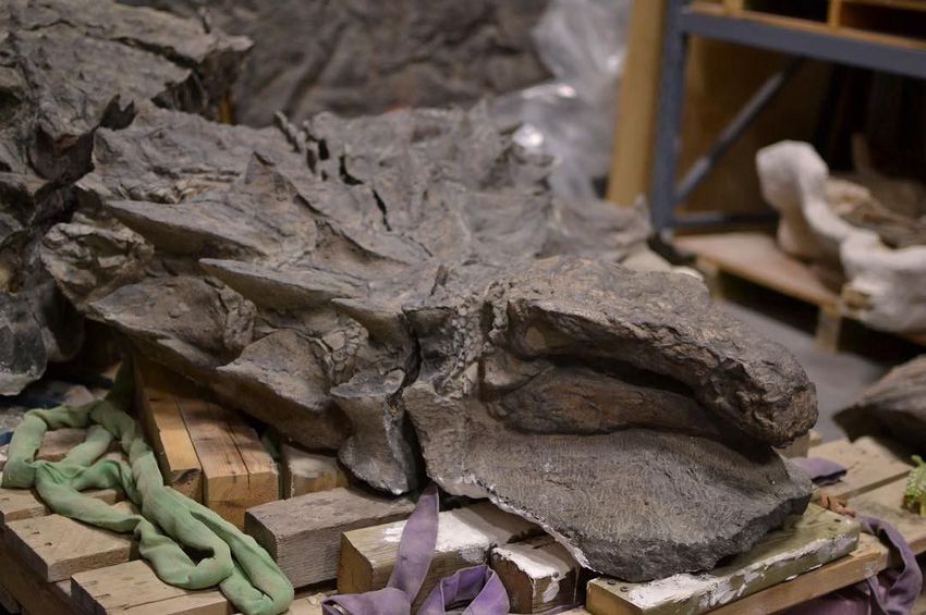 Hatalmas! Egyben találtak egy dinót Kanadában