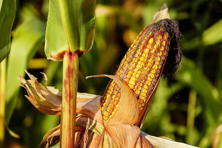Bosszú: vegyszerrel permetezte le a püspökladányi kukoricást