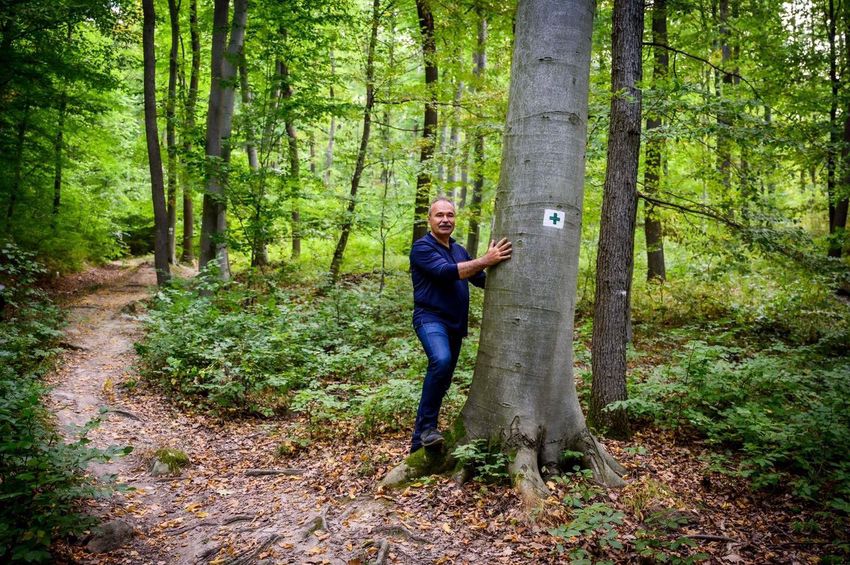 Az őshonos fák tarvágása természetvédelmi területen tilos