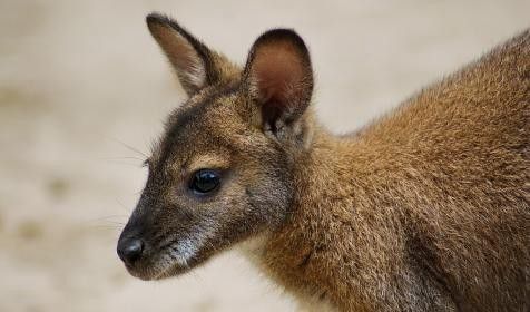 Kirándulók találták meg a Miskolci Állatkertből elszökött kengurut