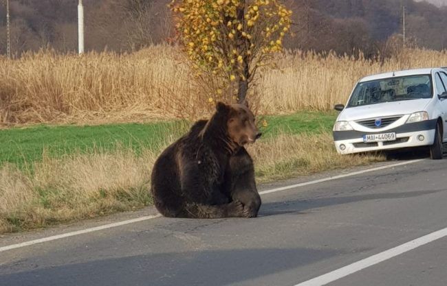 Tizennyolc órát szenvedett egy elütött medve Romániában