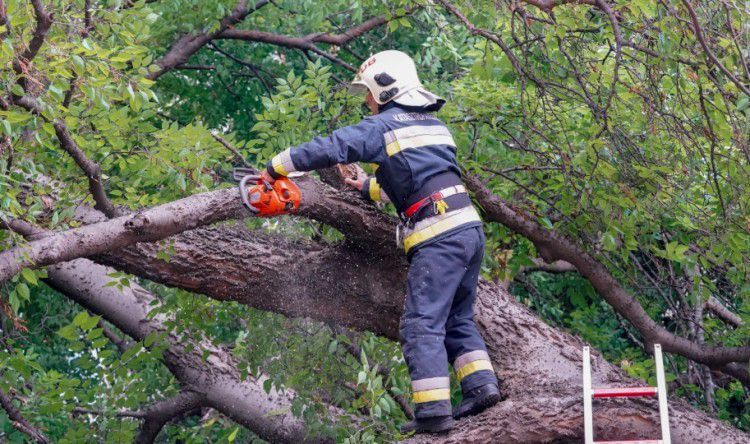 Parkoló autóra esett egy lehasadt faág Debrecenben
