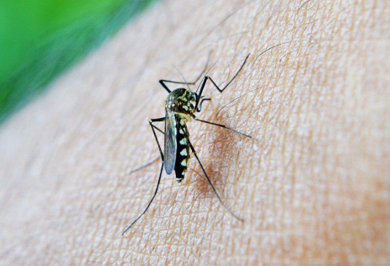 Katasztrófa a szúnyogmennyiség mindenhol