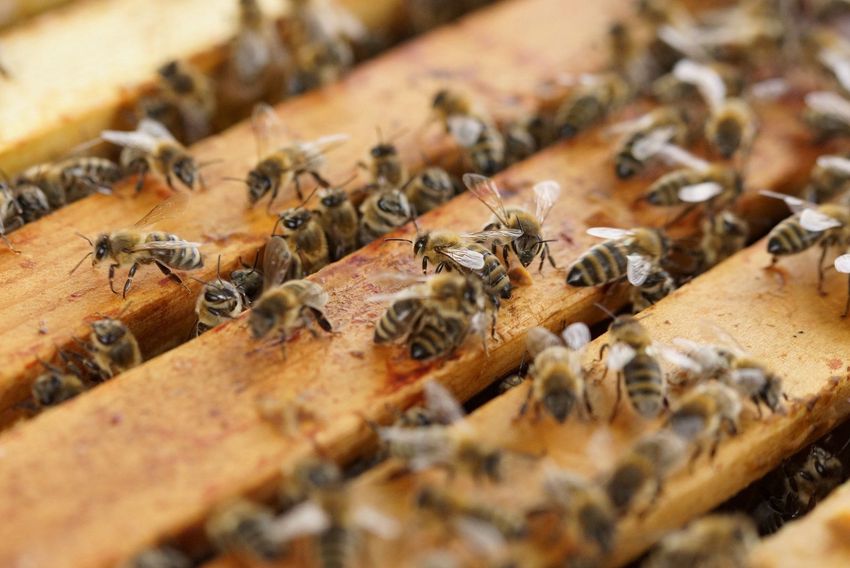 Méhkaptárokat loptak Monostorpályi külterületéről