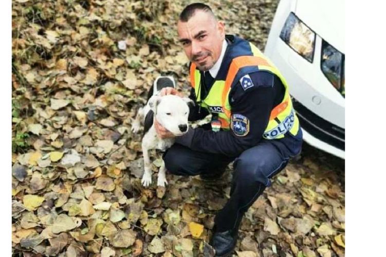 Lesoványodott, riadt kutyát mentettek a rendőrök Kabánál