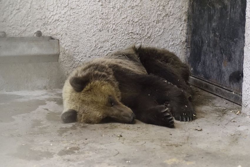 Gyanúsan szelíd a Sándorfalvánál elkapott medve