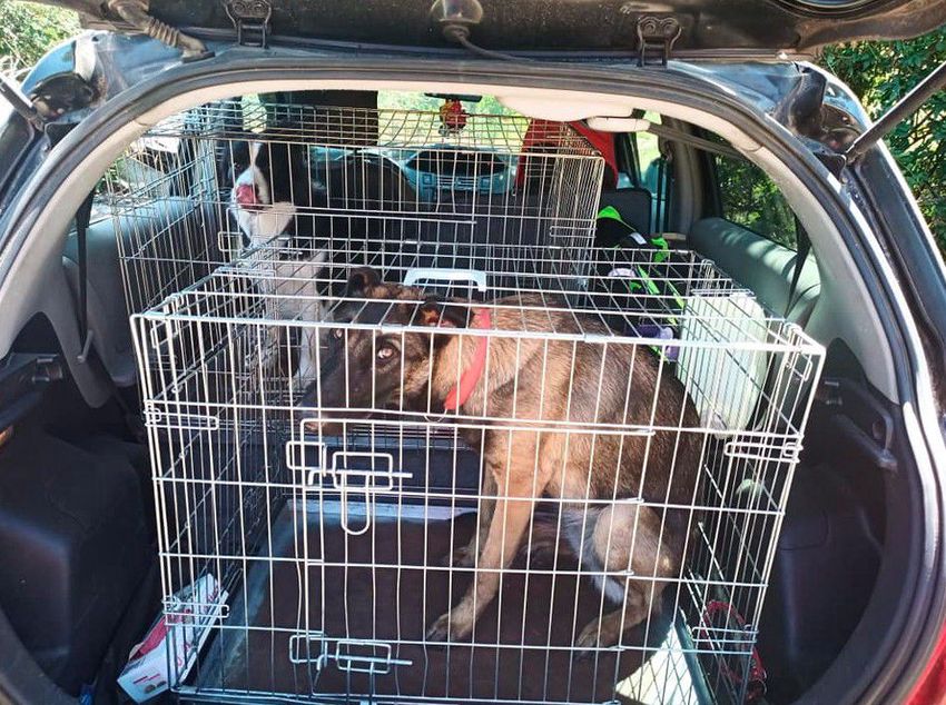 Kutya mentett életet Kazincbarcikán