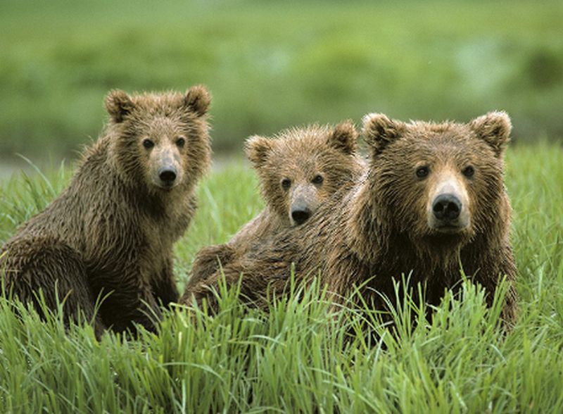 Három medvét gázolt el a vonat Erdélyben