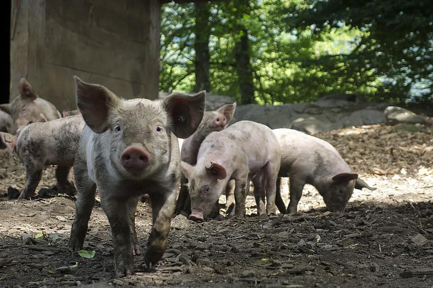 Vascsővel vertek agyon két malacot Berettyóújfaluban 