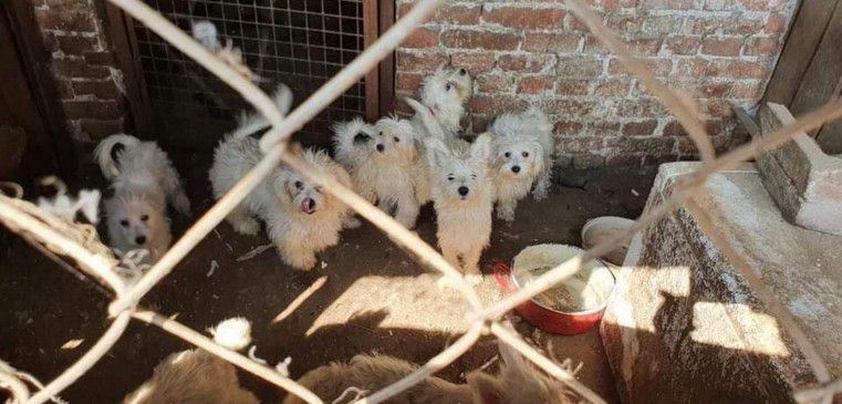 Döbbenetes állatkínzás: 148 kutyát tartott a szaporító