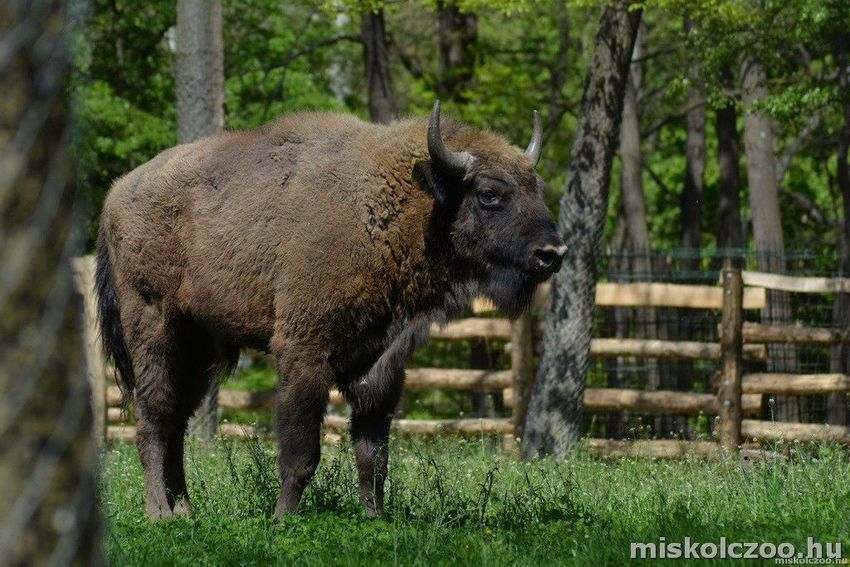 Európai bölény született a Miskolci Állatkertben