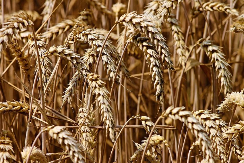 Az ukrán gabona nem tesz jót a hazai piacnak