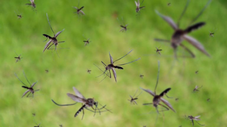 Elviselhetetlen a szúnyoginvázió Tiszaújvárosban