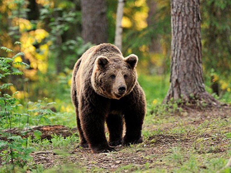 Medve támadt gyerekre Erdélyben