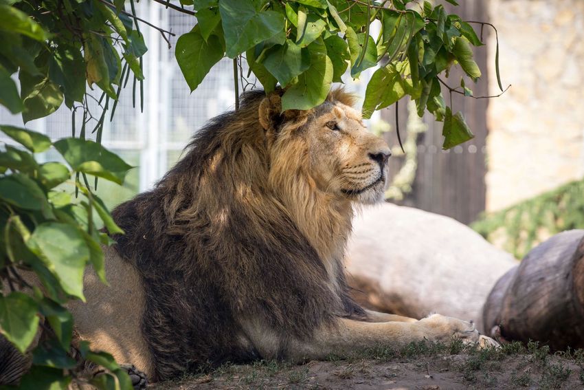 Még 25 év és eltűnnek a vadon élő oroszlánok?