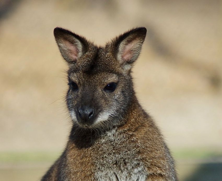 Meglépett két kenguru a Miskolci Állatkertből