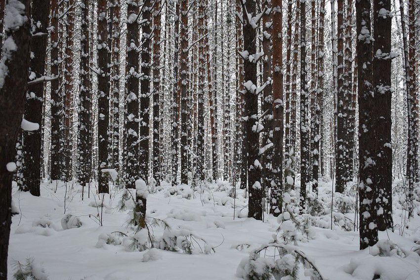 Télen is hívogat az erdő