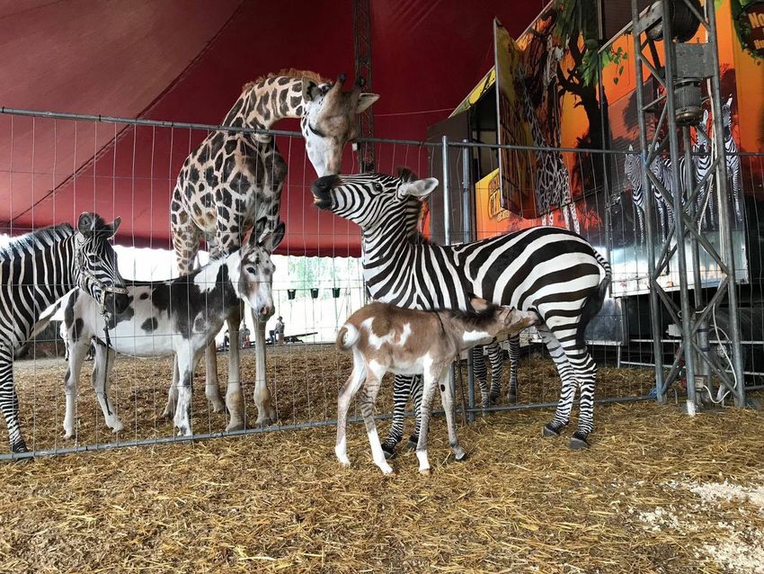 Szenzáció a Magyar Nemzeti Cirkuszban: nem zebrát szült a zebra
