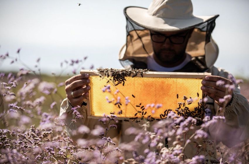 Védjegyet kapott és díjakat nyert a debreceni méhészet